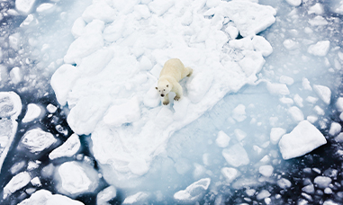 שייט לקוטב הצפוני