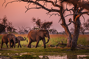 south-africa