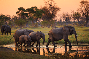 south-africa