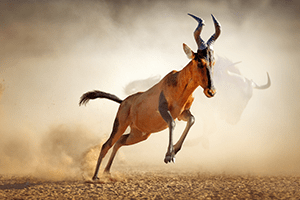south-africa